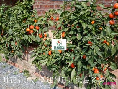 小甜椒