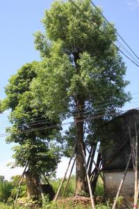 香樟